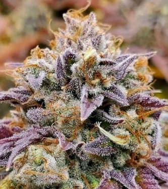 Cumbia Una Vela > R-Kiem Seeds | Feminized Marijuana   |  hybrid