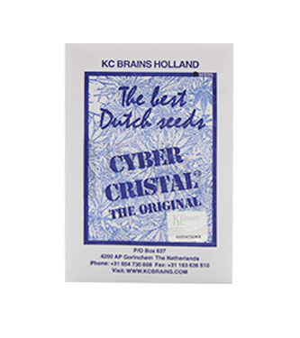 Cyber Cristal > KC Brains | Feminisierte Hanfsamen  |  Indica