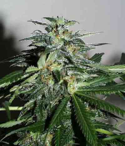 Cyber Cristal > KC Brains | Feminisierte Hanfsamen  |  Indica