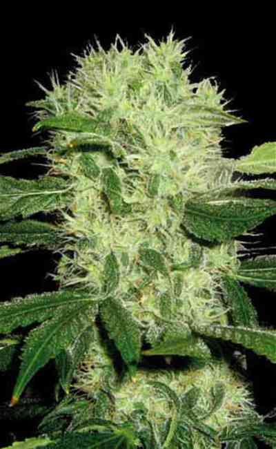 Dama Blanca > Blim Burn Seeds | Feminisierte Hanfsamen  |  Sativa