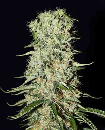 Damnesia > Strain Hunters Seed Bank | Feminized Marijuana   |  hybrid