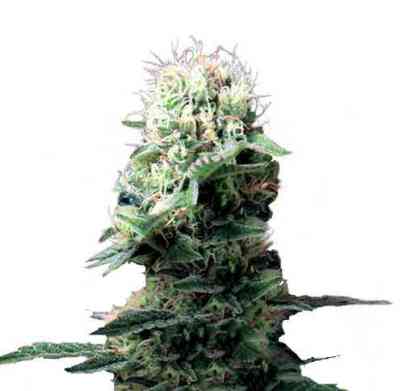 Dance World > Royal Queen Seeds | Feminisierte Hanfsamen  |  Sativa