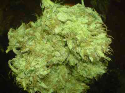 Dance World > Royal Queen Seeds | Feminized Marijuana   |  Sativa