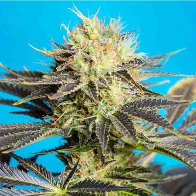 Dandy Dance > Tropical Seeds Company | Feminisierte Hanfsamen  |  Hybrid