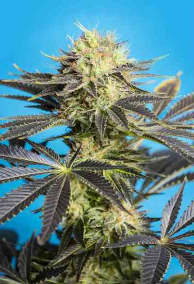 Dandy Dance > Tropical Seeds Company | Feminized Marijuana   |  hybrid