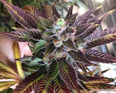 Dank Commander > Rare Dankness Seeds | Graines Normal  |  Indica