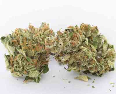 Dank Commander > Rare Dankness Seeds | Reguläre Hanfsamen  |  Indica