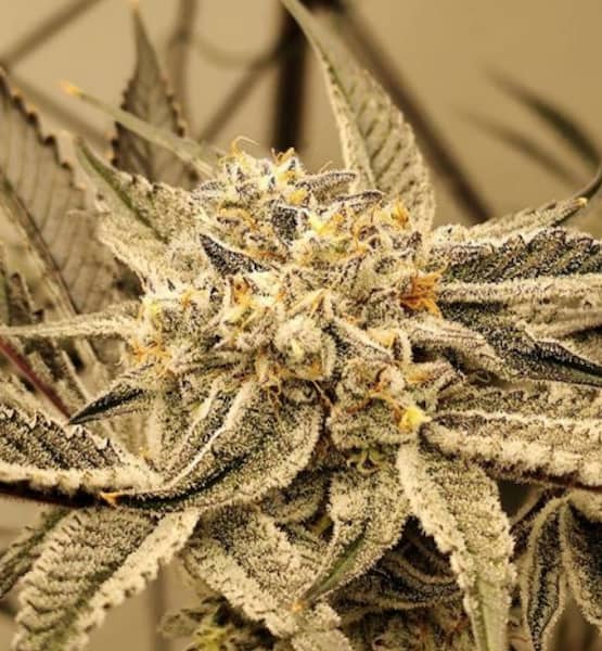 Dante\'s Inferno semilla > Enigma Genetics | Semillas feminizadas  |  Índica
