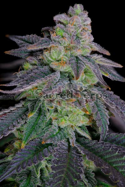 Dante´s Inferno#8 semilla > Sacred Terps | Semillas feminizadas  |  Índica