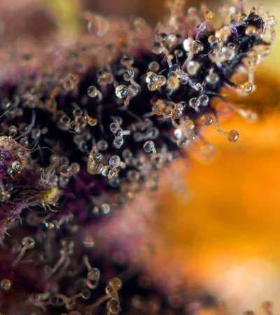 Dark Devil Auto > Sweet Seeds | Autoflowering Cannabis   |  Hybrid