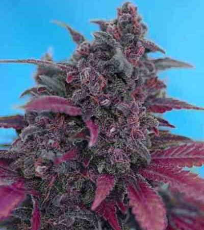 Dark Devil Auto > Sweet Seeds | Autoflowering Cannabis   |  Hybrid