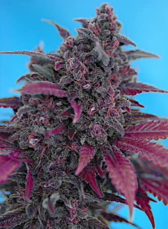 Dark Devil Auto > Sweet Seeds | Graines Autofloraison  |  Hybride