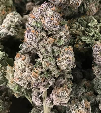 Dark Ghost Train > Rare Dankness Seeds | Semillas feminizadas  |  Sativa