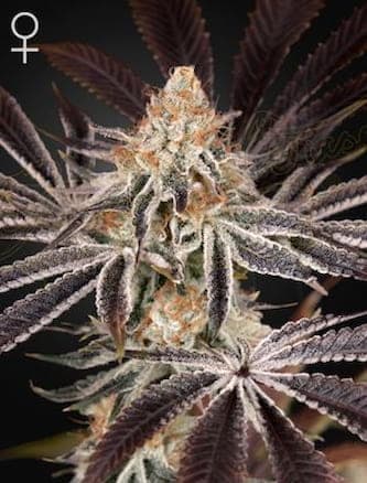 Dark Phoenix > Green House Seed Company | Feminized Marijuana   |  hybrid