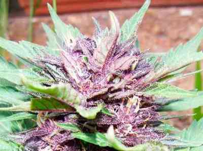 Dark Purple Auto > Delicious Seeds | Graines Autofloraison  |  Indica