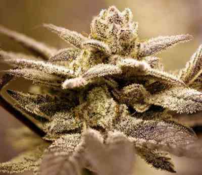 Dark Shadow Haze > Rare Dankness Seeds | Regular Marijuana   |  Sativa