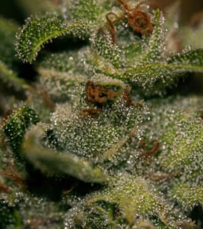 DarkStar > TH Seeds | Feminisierte Hanfsamen  |  Indica