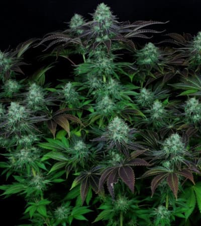 DarkStar > TH Seeds | Feminisierte Hanfsamen  |  Indica