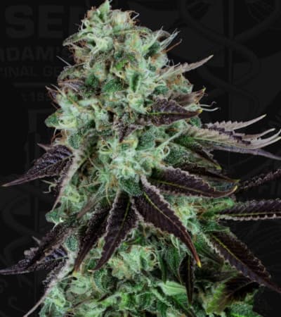 DarkStar > TH Seeds | Feminisierte Hanfsamen  |  Indica