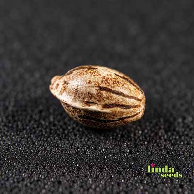 Datscha Grün (F1 Fast Flowering) semilla > Linda Seeds | NUESTRAS RECOMENDACIONES DE SEMILLAS DE MARIHUANA  |  Semillas Baratas