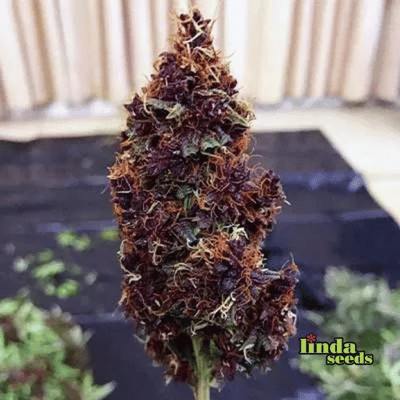 Datscha Grün (F1 Fast Flowering) Samen > Linda Seeds | Hanfsamen Empfehlungen  |  Günstige Hanfsamen