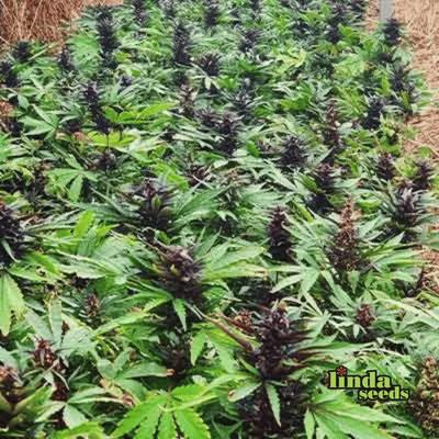 Datscha Grün (F1 Fast Flowering) Samen > Linda Seeds | Hanfsamen Empfehlungen  |  Günstige Hanfsamen