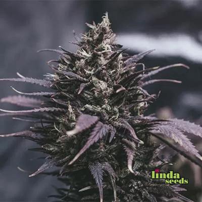 Datscha Grün (F1 Fast Flowering) Samen > Linda Seeds | Hanfsamen Empfehlungen  |  Günstige Hanfsamen