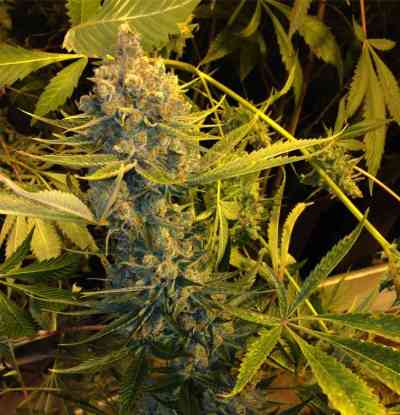 Dawg Star > TH Seeds | Feminisierte Hanfsamen  |  Hybrid