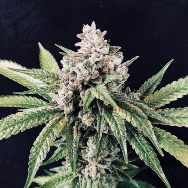 Deadcheese Seed > R-Kiem Seeds | Feminized Cannabis   |  Indica