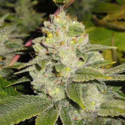 DeadHead OG > The Cali Connection | Feminized Marijuana   |  hybrid