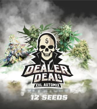 Dealer Deal XXL Automix > BSF Seeds | Autoflowering Cannabis   |  Hybrid