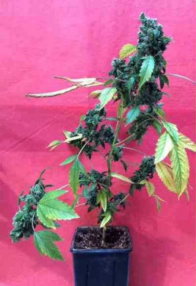 Deedee > French Touch Seeds | Graines Normal  |  Sativa