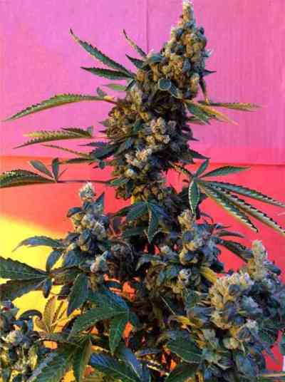 Deedee > French Touch Seeds | Graines Normal  |  Sativa