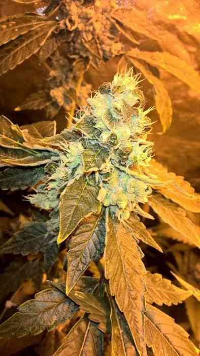 Deedee > French Touch Seeds | Regular Marijuana   |  Sativa