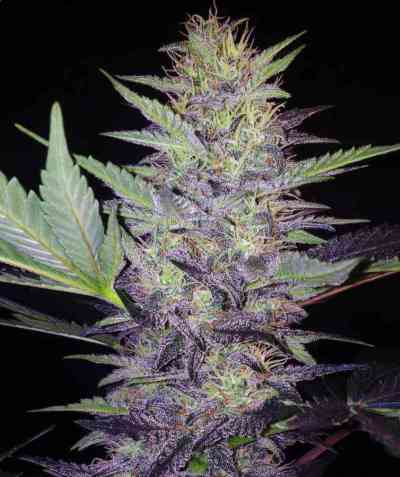 Deep Blue C > Mephisto Genetics | Semillas autoflorecientes  |  Índica