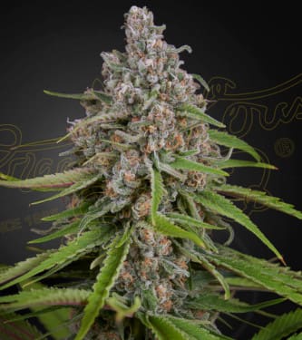 Deep Candy > Green House Seed Company | CBD cannabis seeds  |  Indica