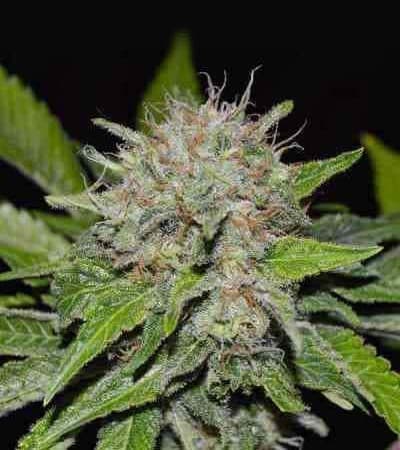 Deep Mandarin > Delicious Seeds | Feminisierte Hanfsamen  |  Hybrid