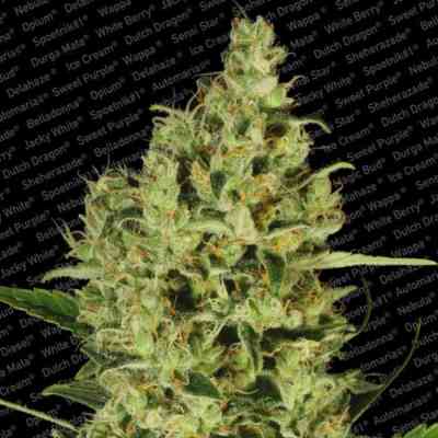 Collection Pack Sativa Champions > Paradise Seeds | Feminized Marijuana   |  Sativa