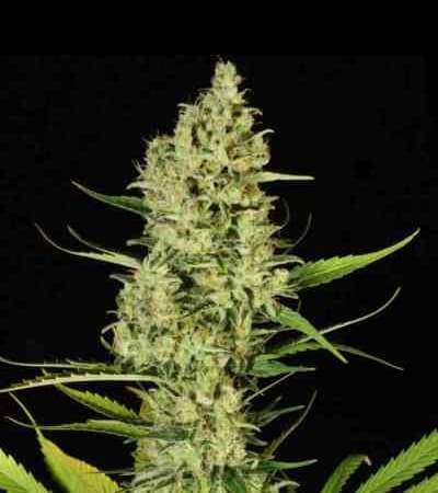 Delahaze > Paradise Seeds | Feminized Marijuana   |  Sativa