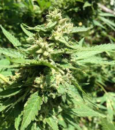 Delahaze > Paradise Seeds | Feminisierte Hanfsamen  |  Sativa