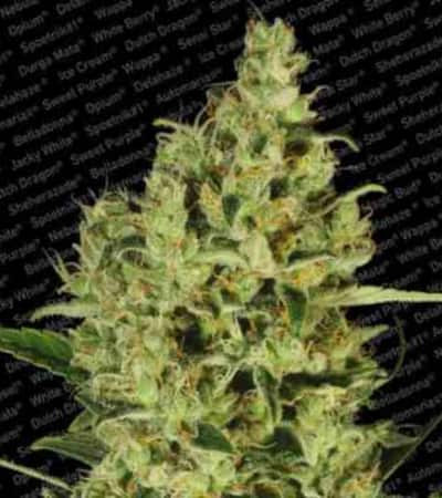 Delahaze > Paradise Seeds | Semillas feminizadas  |  Sativa