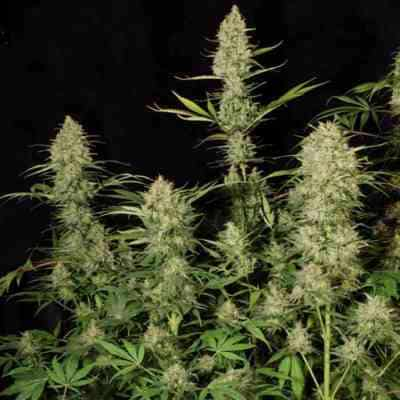 Delahaze > Paradise Seeds | Feminisierte Hanfsamen  |  Sativa