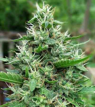 Delahaze > Paradise Seeds | Feminized Marijuana   |  Sativa