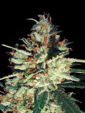 Delhi Cheese > Vision Seeds | Autoflowering Hanfsamen  |  Indica