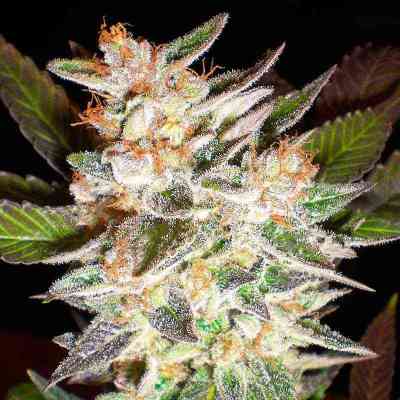 Delicious Candy Auto > Delicious Seeds | Autoflowering Hanfsamen  |  Hybrid