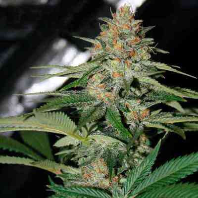 Delicious Candy Fast Version > Delicious Seeds | Semillas feminizadas  |  Índica