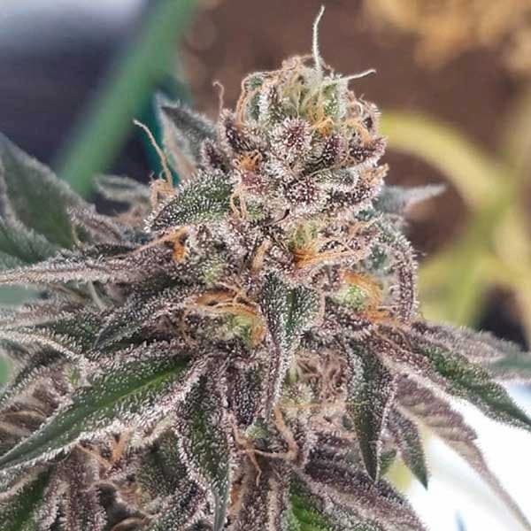 Delicious Cookies Seed > Delicious Seeds | Feminized Cannabis   |  Sativa