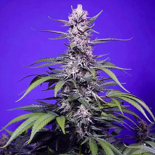 Delicious & Resinous Mix graines > Sweet Seeds | Graines de cannabis auto  |  Hybride
