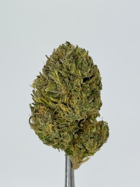 Delimed CBD Plus Samen > Delicious Seeds | CBD Hanfsamen  |  Sativa