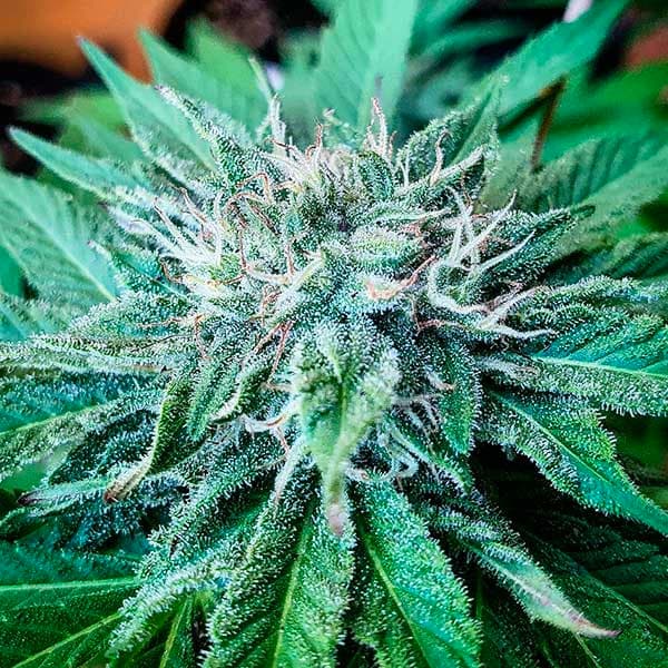 Descojack graines > Delicious Seeds | Graines Féminisées  |  Sativa